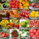 Graines de 16 variétés de tomates 9,99 euros 10 graines pour 16 variétés